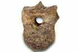 Hadrosaur (Brachylophosaurus?) Dorsal Vertebra - Montana #313409-3